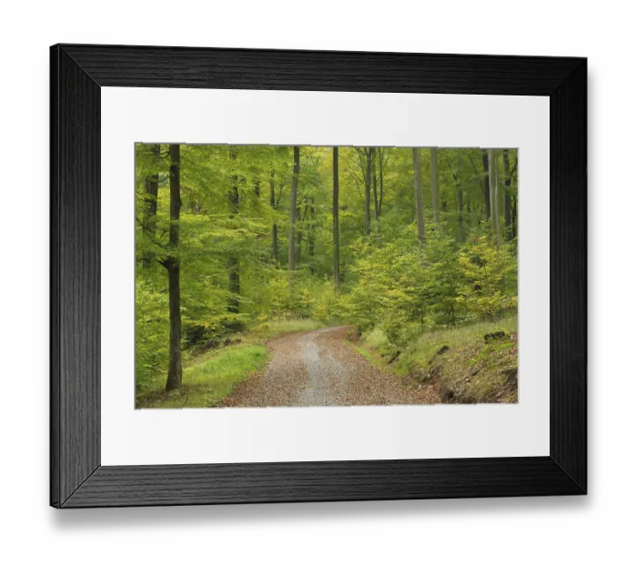 Framed Print : Deciduous forest in autumn, Spessart