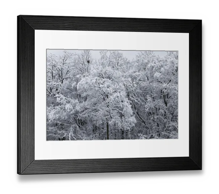 Framed Print : Winter, forest with snow covered trees Framed Print : Winter, forest with snow covered trees