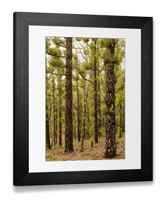 Framed Print : Canary Island pine (Pinus canariensis) with young shoots after a forest fire