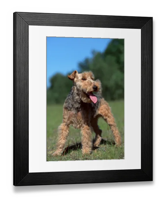 Framed Print : Welsh Terrier (animals) (outdoor) (meadow) (summer) (panting) (standing) (adult) (mammals) (mammals) (domestic dog) Framed Print : Welsh Terrier (animals) (outdoor) (meadow) (summer) (panting) (standing) (adult) (mammals) (mammals) (domestic dog)