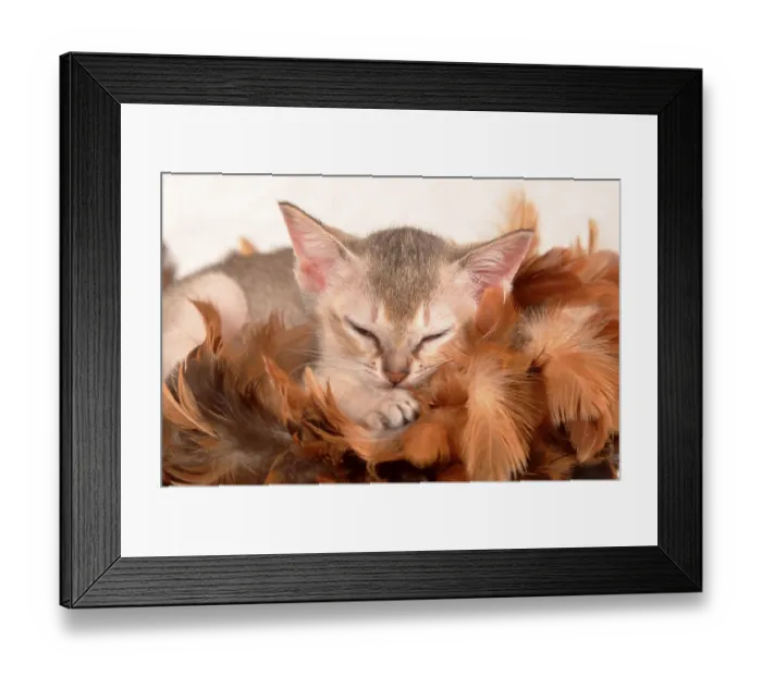 Framed Print : Singapura cat, kitten, 8 weeks