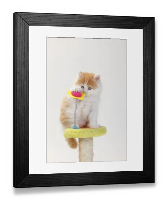 Framed Print : British longhair cat, kitten, 8 weeks Framed Print : British longhair cat, kitten, 8 weeks