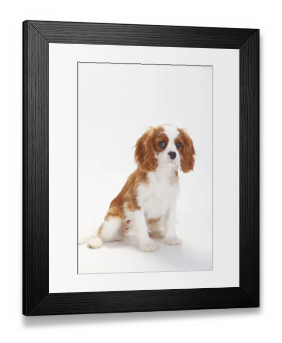 Framed Print : Cavalier King Charles Spaniel, puppy