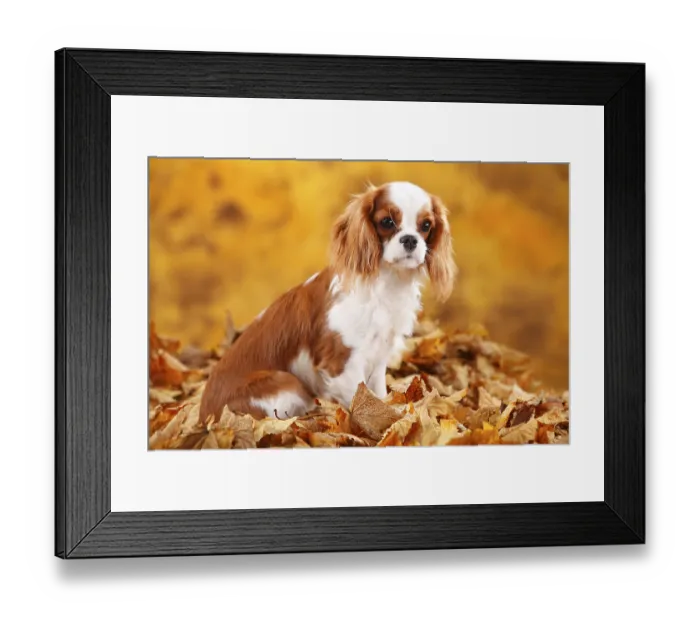 Framed Print : Cavalier King Charles Spaniel, bitch Framed Print : Cavalier King Charles Spaniel, bitch