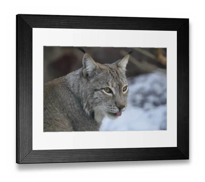 Framed Print : Eurasian lynx (Lynx lynx) in winter Lynx in winter Framed Print : Eurasian lynx (Lynx lynx) in winter Lynx in winter