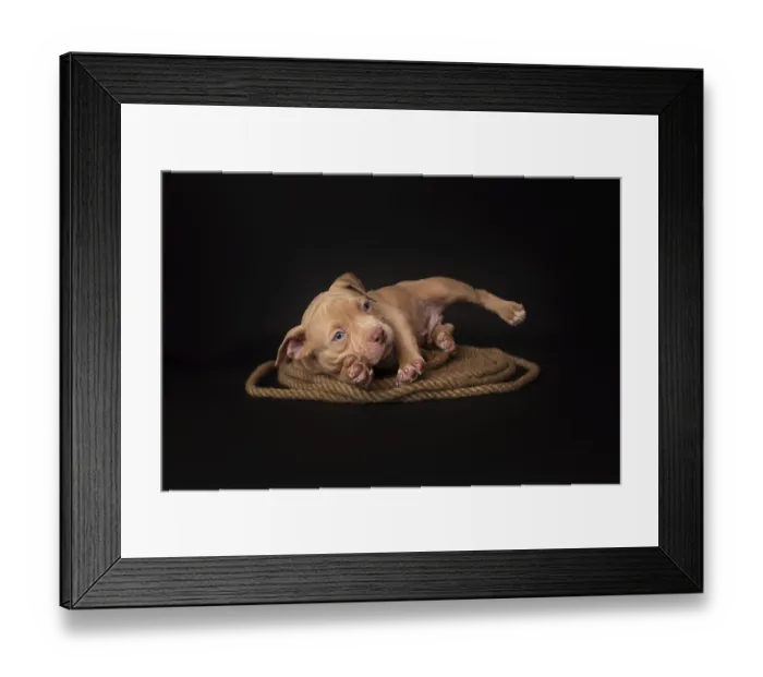 Framed Print : Puppy American Pit Bull Terrier sitt on a jute cord on black background in studio