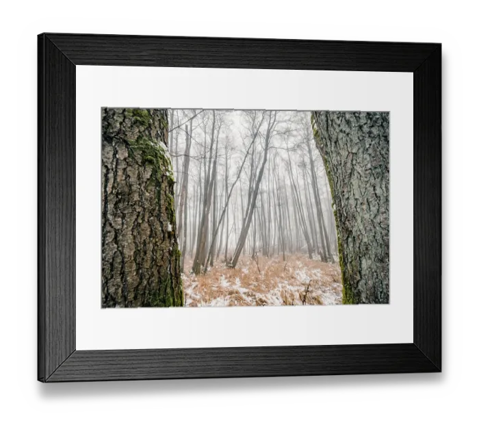 Framed Print : Misty forest behind two large trees with mossy rind in the winter Framed Print : Misty forest behind two large trees with mossy rind in the winter
