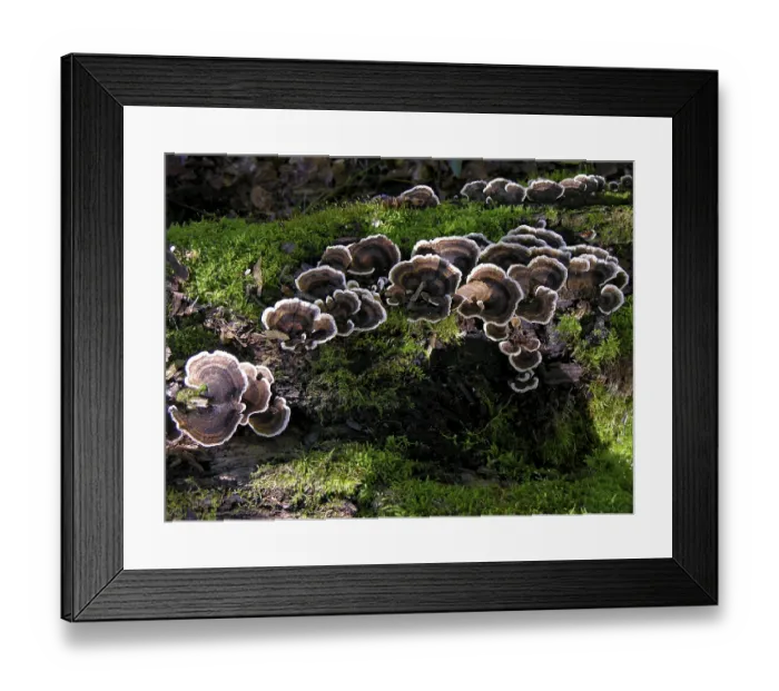 Framed Print : Rotting tree trunk with moss and tree fungus in the forest