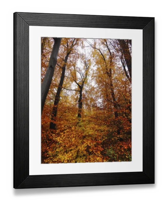Framed Print : Mixed deciduous forest, romantic autumn forest in yellow-red colour
