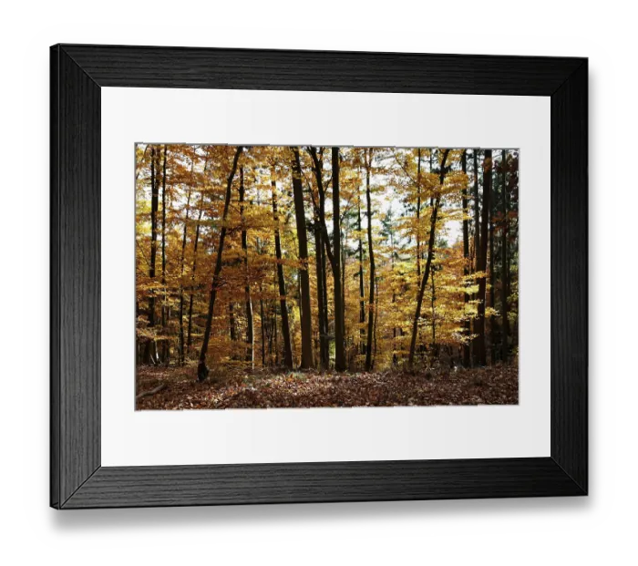 Framed Print : AutumnForest