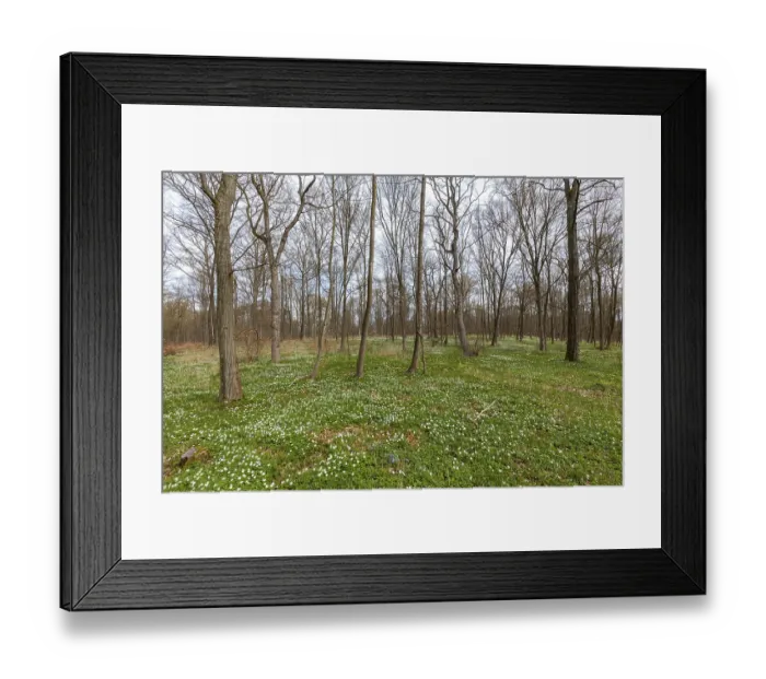 Framed Print : Flowering anemone carpet in the forest