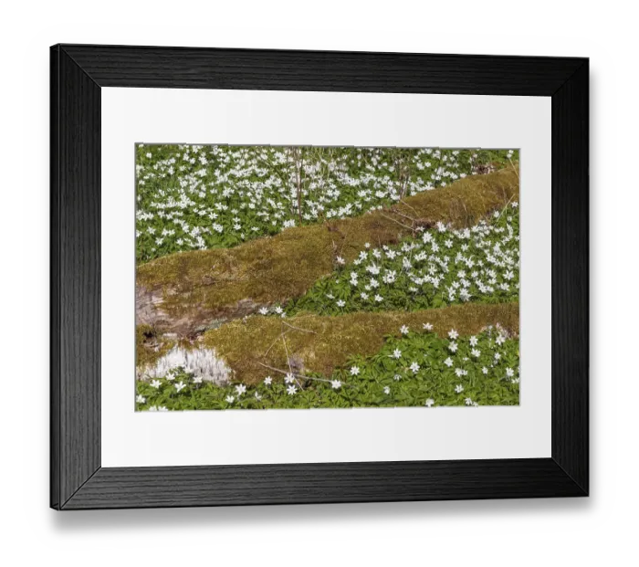 Framed Print : Flowering Anemones in the Forest Harz Anemone