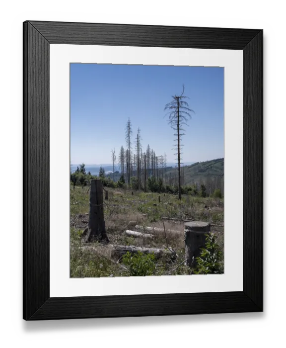 Framed Print : Dead, dead spruces (Picea), stumps of felled trees