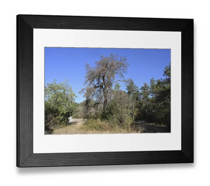 Framed Print : Scots pine (Pinus sylvestris), Dead pines Framed Print : Scots pine (Pinus sylvestris), Dead pines