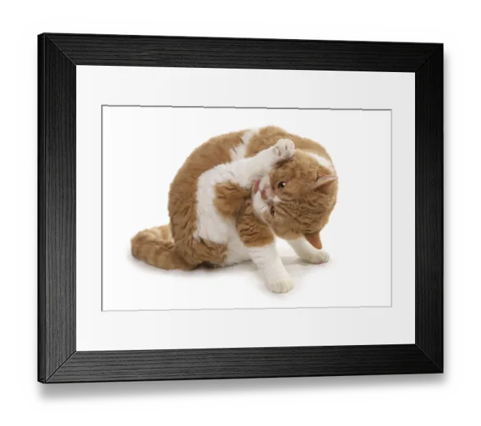 Framed Print : Domestic cat, red and white shorthair Selkirk Rex