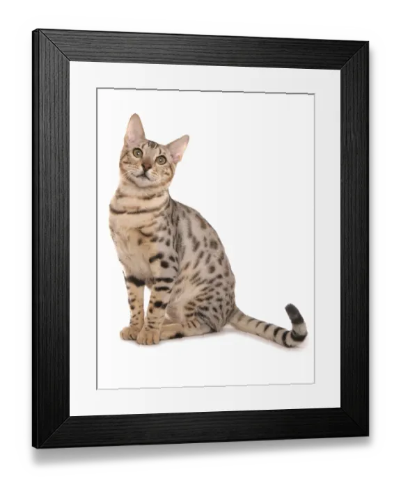 Framed Print : Domestic Cat, Rosette Bengal, Adult, Sitting