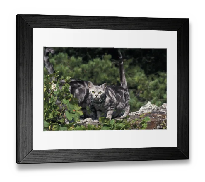 Framed Print : AMERICAN SHORTHAIR, ADULTS ON WALL Framed Print : AMERICAN SHORTHAIR, ADULTS ON WALL