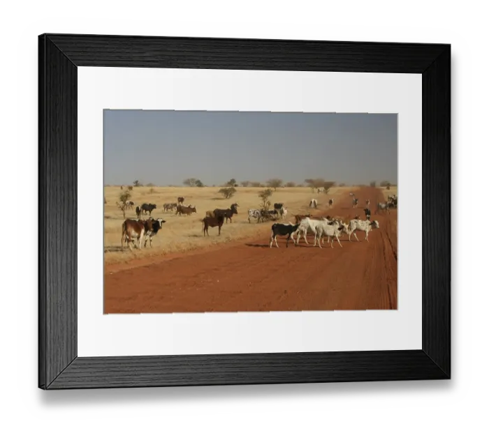 Framed Print : A herd of cattle crosses the track between Douentza and Timbuktu