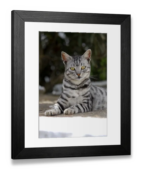 Framed Print : Domestic cat, Silver Tabby, portrait Framed Print : Domestic cat, Silver Tabby, portrait