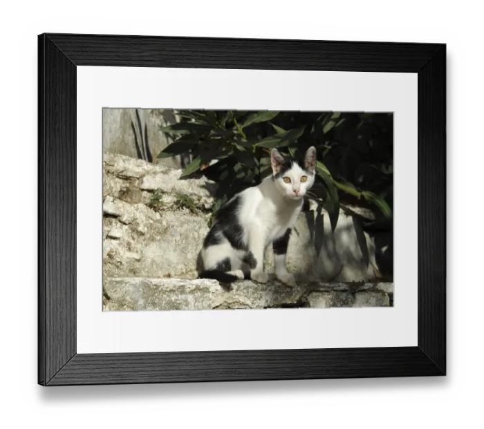 Framed Print : Young domestic kitten, white and black