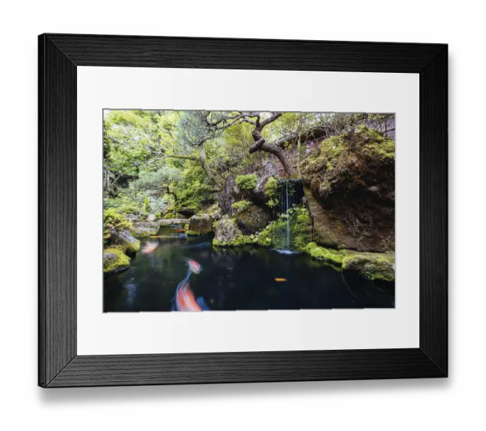 Framed Print : A beautiful zen garden and relax area with pond and fish on a spring day in Kyoto Japan