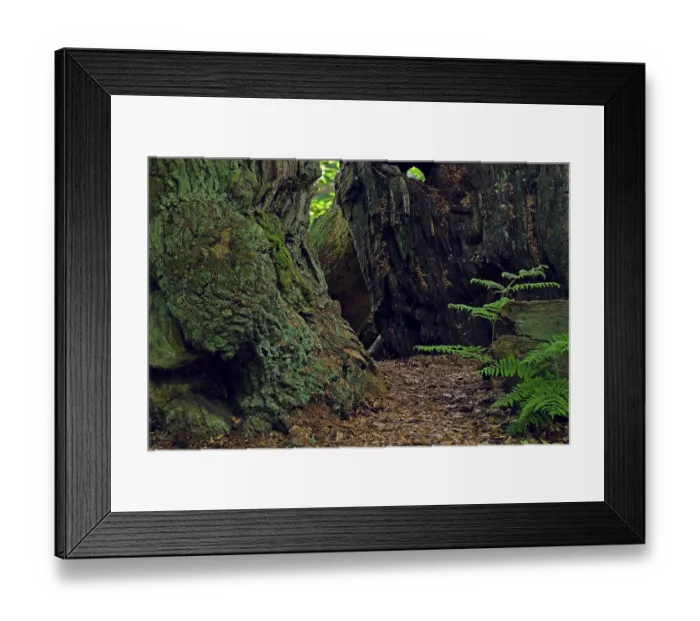Framed Print : Old beech (Fagus), approx. 600 years old Framed Print : Old beech (Fagus), approx. 600 years old