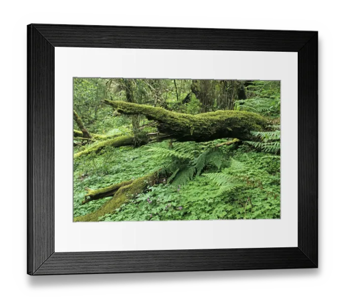 Framed Print : Virgin forest with dead trees, Gomera Island Framed Print : Virgin forest with dead trees, Gomera Island