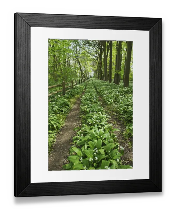 Framed Print : Wood garlic in bloom on Greifswalder Oie island