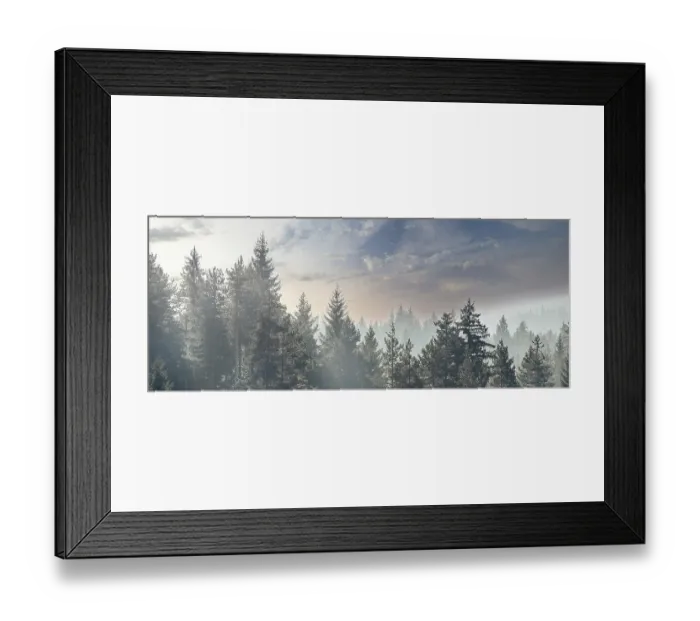 Framed Print : Pine trees forest stylized silhouette photo banner background Framed Print : Pine trees forest stylized silhouette photo banner background