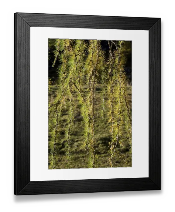 Framed Print : Branches of European Larch (Larix decidua) in autumn