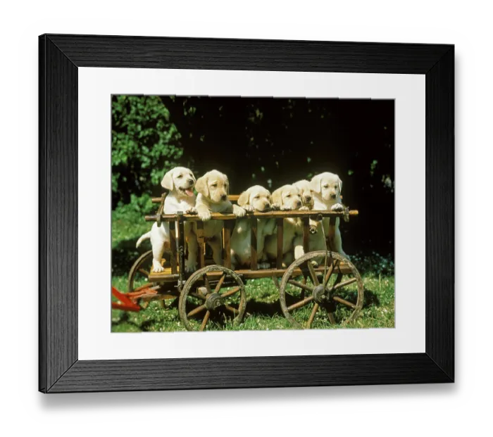 Framed Print : Yellow Labrador Retriever, Pup standing in a Wood Cart