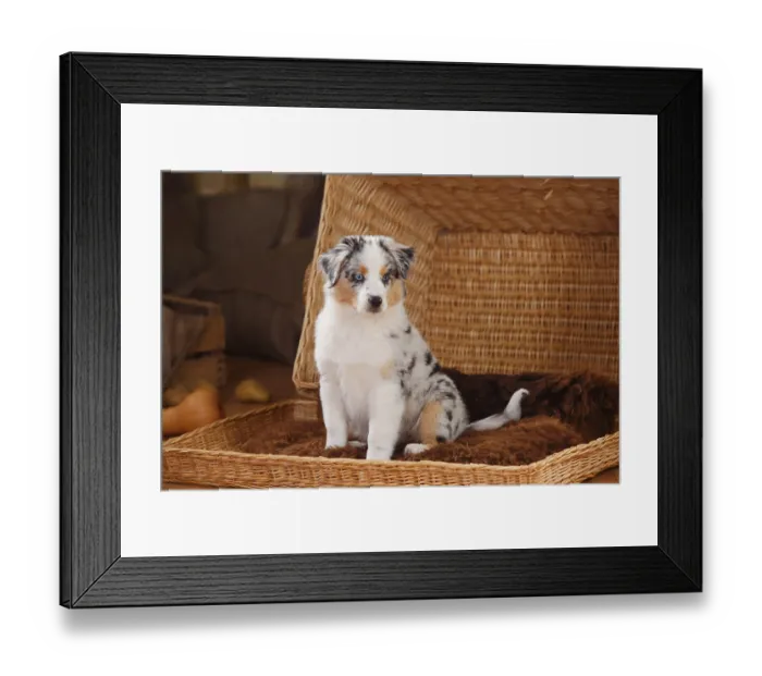 Framed Print : Miniature Australian Shepherd, puppy