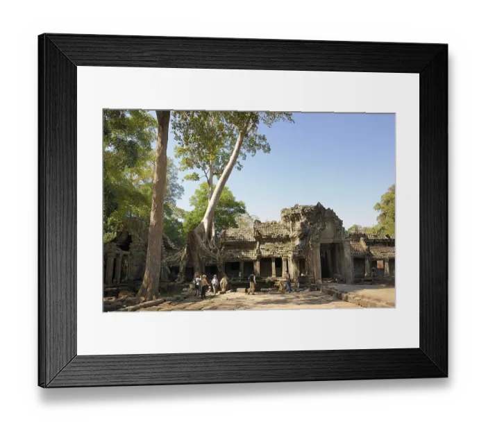 Framed Print : Tree roots, Tetrameles tree (Tetrameles nudiflora) Framed Print : Tree roots, Tetrameles tree (Tetrameles nudiflora)