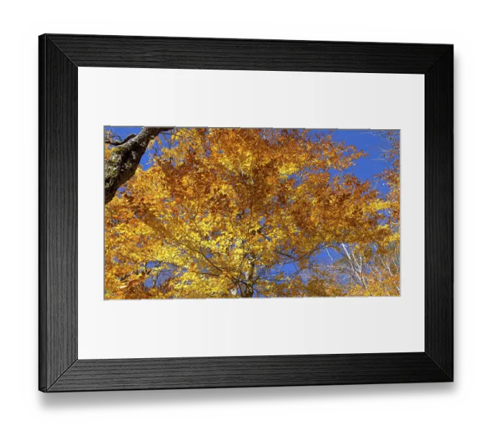 Framed Print : Autumnal birch forest panorama in Canada