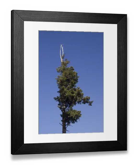 Framed Print : Dead spruce (Picea abies), Mt. Feldberg Framed Print : Dead spruce (Picea abies), Mt. Feldberg