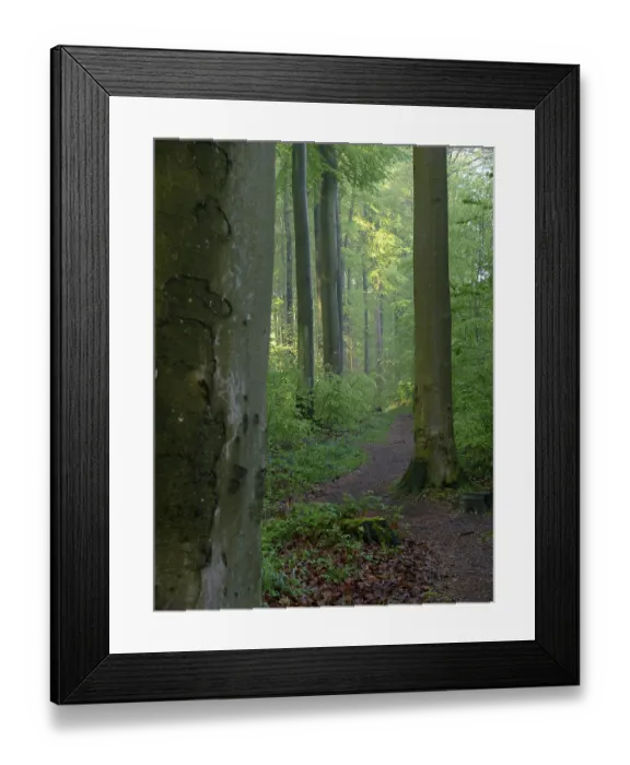 Framed Print : Deciduous forest in spring Framed Print : Deciduous forest in spring
