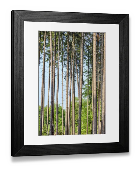 Framed Print : Tall spruces seen in a German forest