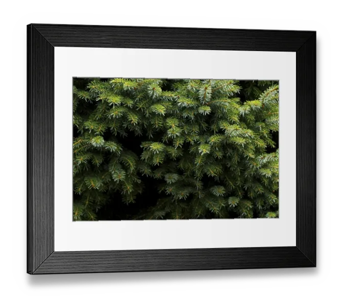 Framed Print : Fir tree branch close up, evergreen tree in the forest or park