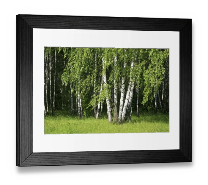 Framed Print : Birch trees with young foliage in a summer forest