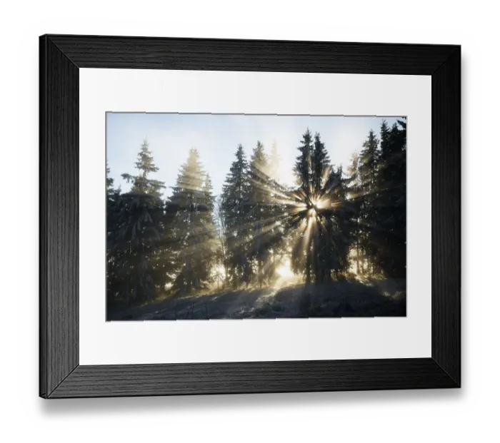 Framed Print : Sun rays in the spruce forest, winter