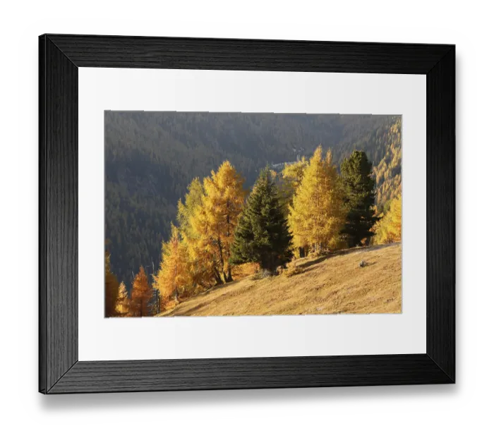 Framed Print : Nockberge Biosphere Reserve, autumnal larch forest