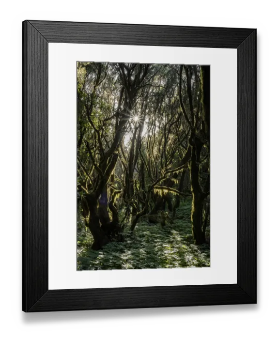 Framed Print : The sun shines into the laurel forest; portrait format; Garajonay National Park; La Gomera; Canary Islands; Spain Framed Print : The sun shines into the laurel forest; portrait format; Garajonay National Park; La Gomera; Canary Islands; Spain