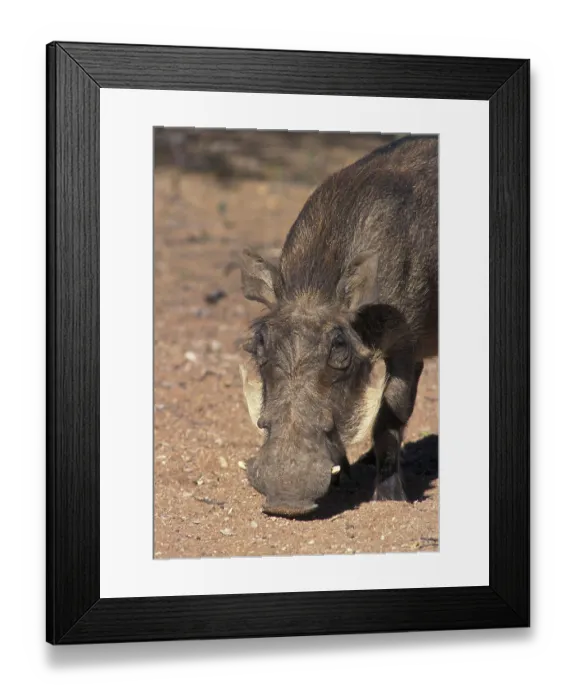 Framed Print : Desert warthog, desert warthog