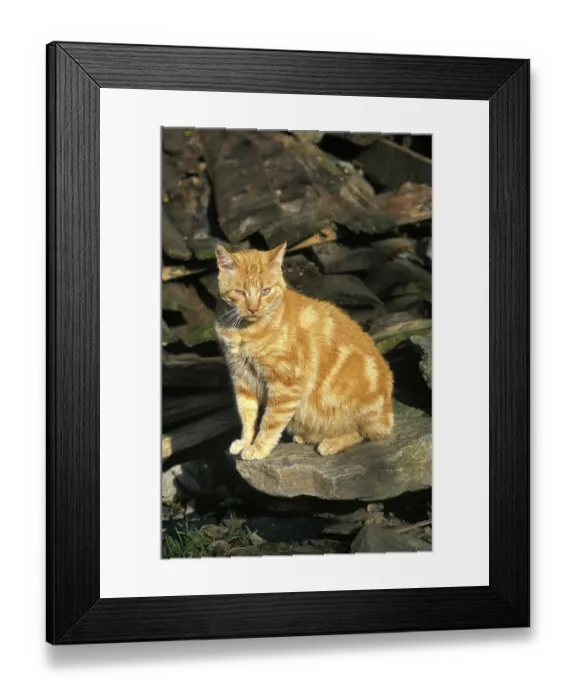 Framed Print : RED TABBY DOMESTIC CAT, ADULT SITTING ON STONE