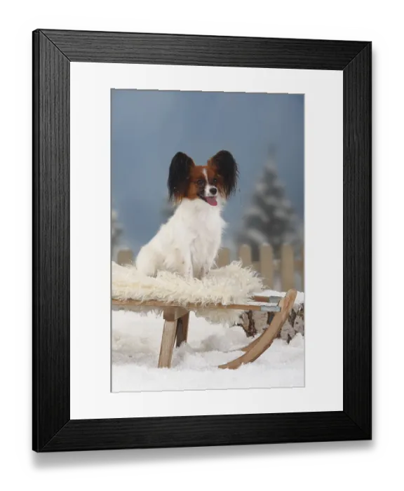 Framed Print : Papillon, Butterfly Dog, Continental Dwarf Spaniel