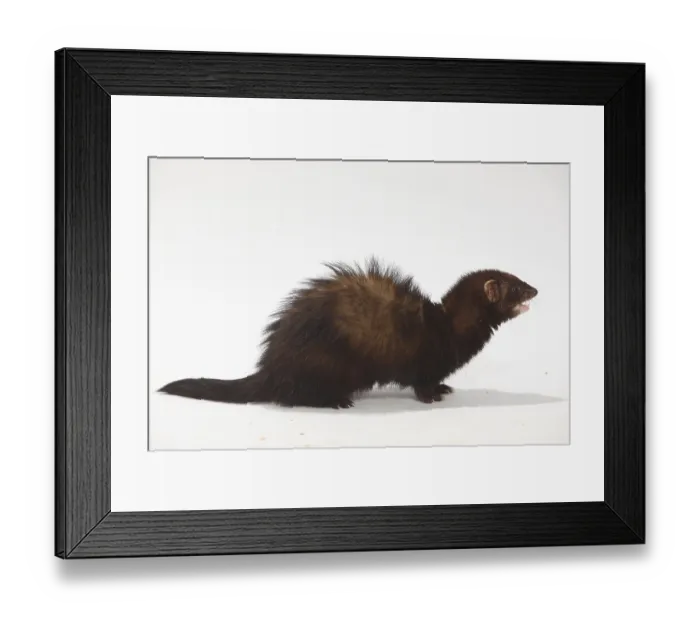 Framed Print : Ferret (Mustela putorius forma domestica), side Framed Print : Ferret (Mustela putorius forma domestica), side