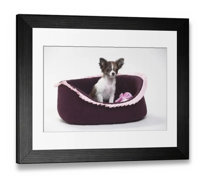 Framed Print : Chihuahua, Puppy, Longhaired, 3 1 / 2 months Framed Print : Chihuahua, Puppy, Longhaired, 3 1 / 2 months