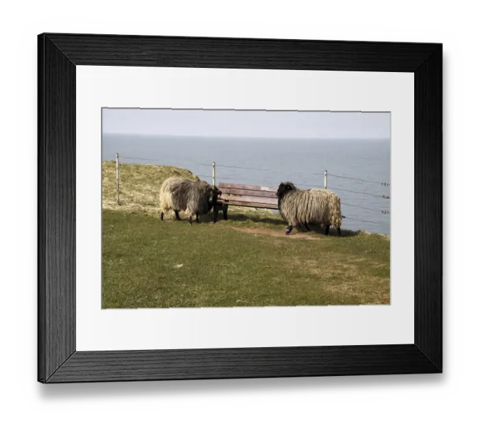 Framed Print : Skudden rub against a bench Framed Print : Skudden rub against a bench