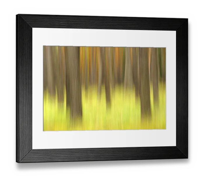 Framed Print : Pine forest, Germany