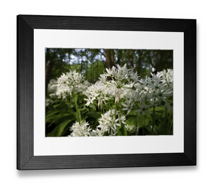 Framed Print : Ramson (Allium ursinum), sea of wild garlic flowers in the beech forest